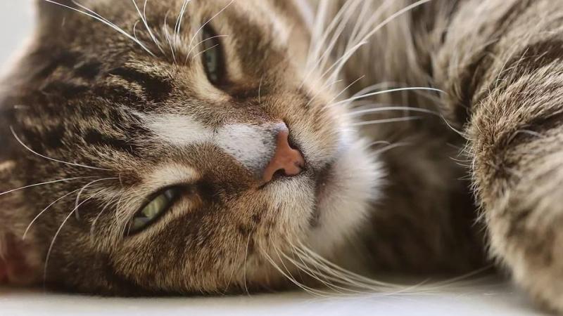 Почему кошки мурчат и что это значит? - ZOO ЦЕНТР